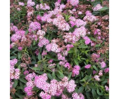 Spiraea japonica 'Genpei' - Spierstruik (Kale wortel)