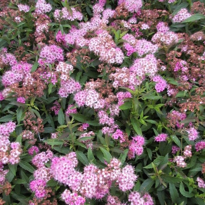 Spirea japonica 'Genpei' - Spierstruik (Kale wortel) PRE-ORDER