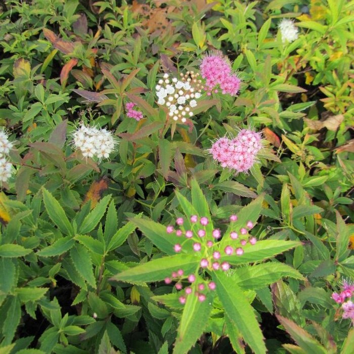 Spirea japonica 'Genpei' - Spierstruik (Kale wortel) PRE-ORDER