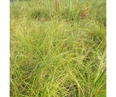 Reuzenvedergras - Stipa gigantea