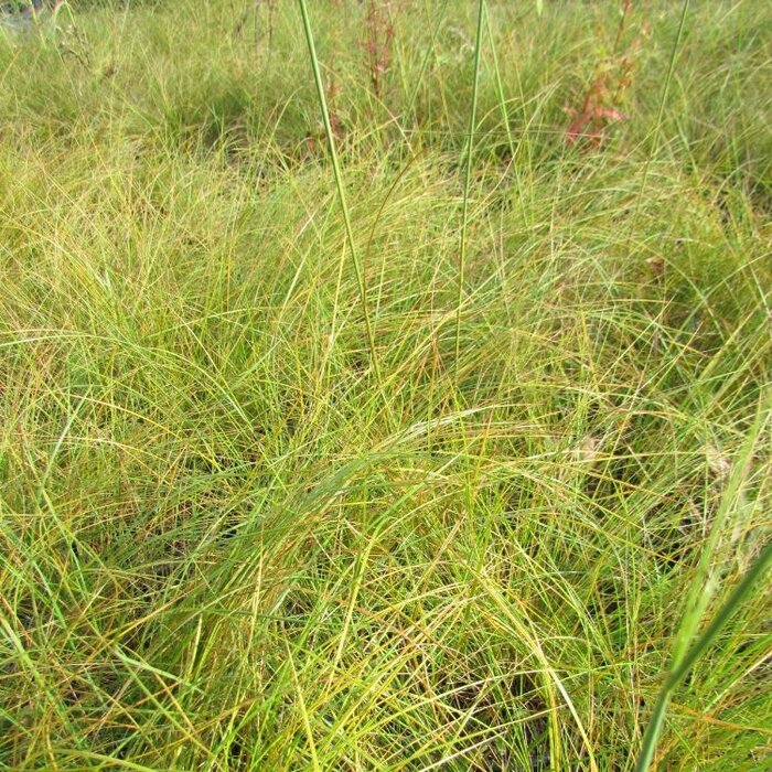 Reuzenvedergras - Stipa gigantea