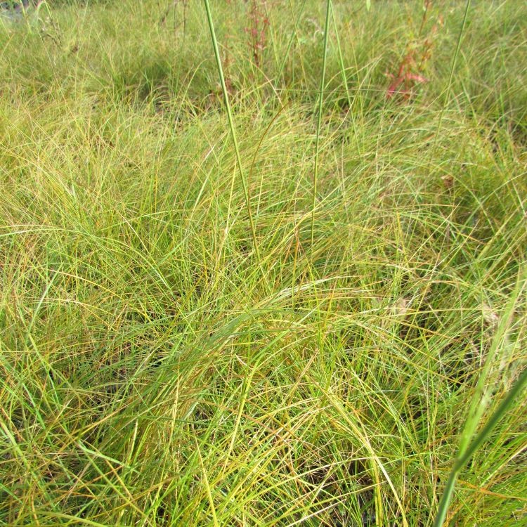 Reuzenvedergras - Stipa gigantea