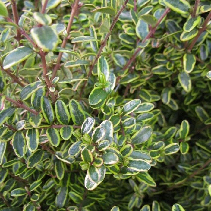 Struikkamperfoelie (Lonicera nitida 'Lemon Beauty')