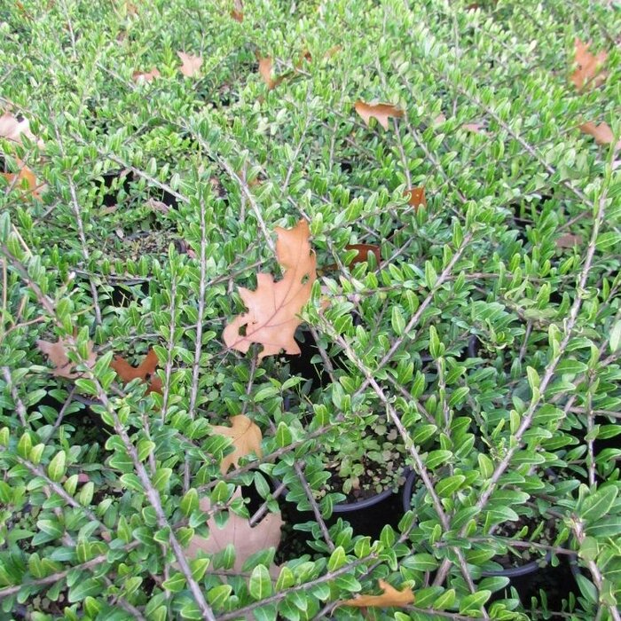 Struikkamperfoelie (Lonicera pileata)