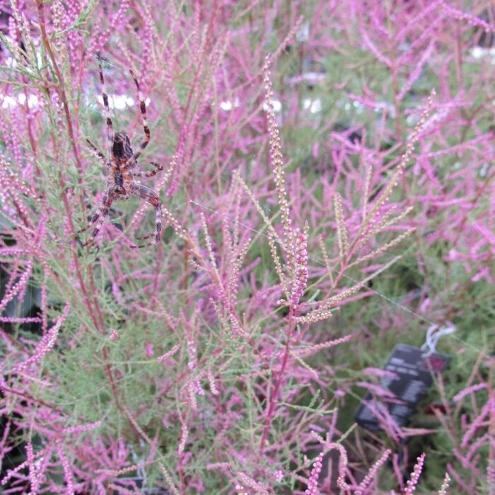 Tamarisk struik - Tamarix ramosissima 'Pink Cascade'