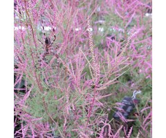 Tamarix tetrandra - Tamarisk (Kale wortel)