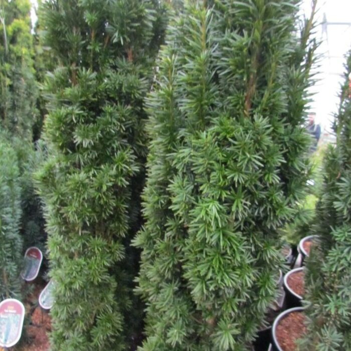 Taxus - Taxus baccata 'Fastigiata Robusta'