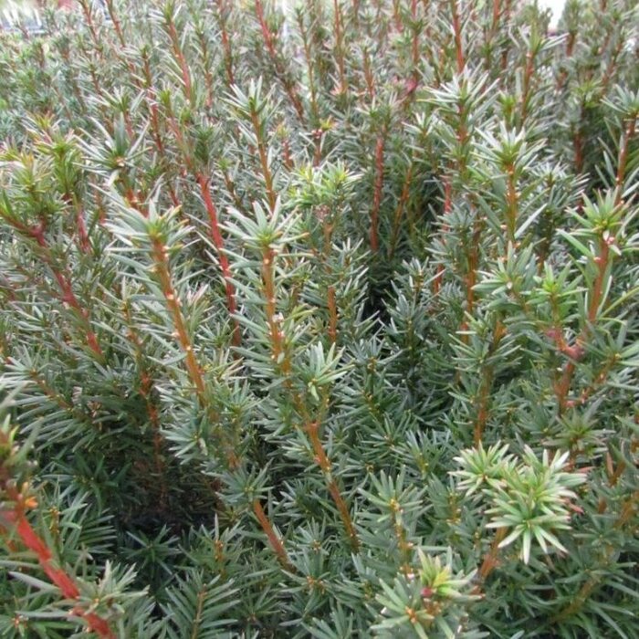 Taxus media 'Hicksii' (tray 24 stuks)