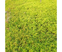 Citroentijm - Thymus citriodorus 'Aureus'