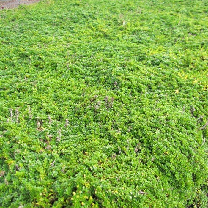 Kruiptijm - Thymus praecox 'Albiflorus'