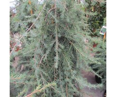Treurceder - Cedrus deodara 'Pendula'