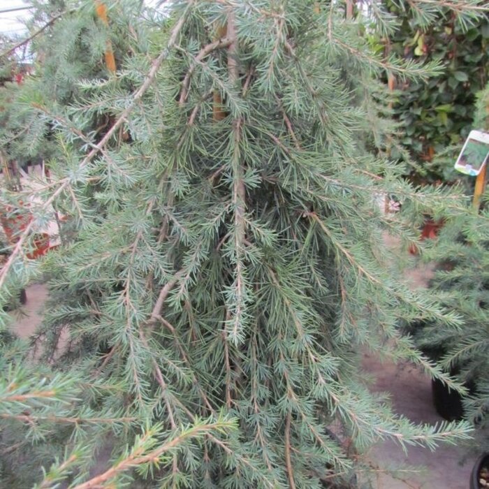 Treurceder - Cedrus deodara 'Pendula'