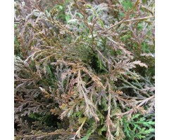 Valse jeneverbes - Microbiota decussata