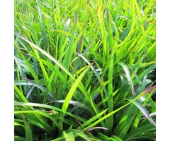 Veldbies - Luzula sylvatica