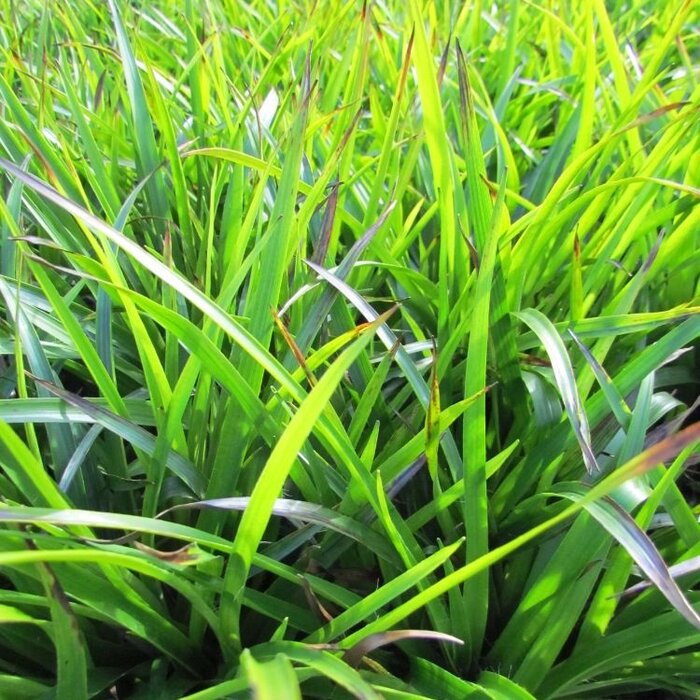 Veldbies - Luzula sylvatica