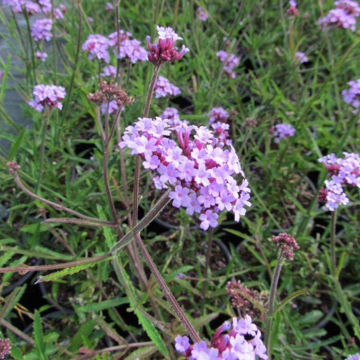 Ijzerhard - Verbena bonariensis 'Lollypop'