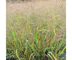 Vingergras - Panicum virgatum 'Heavy metal'