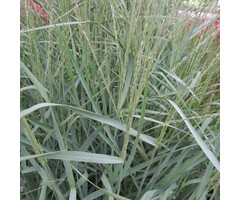 Vingergras - Panicum virgatum 'Northwind'