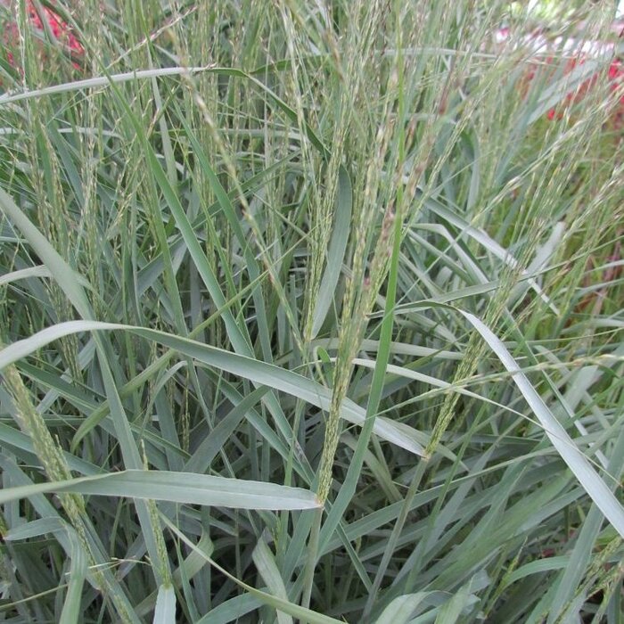 Vingergras - Panicum virgatum 'Northwind'