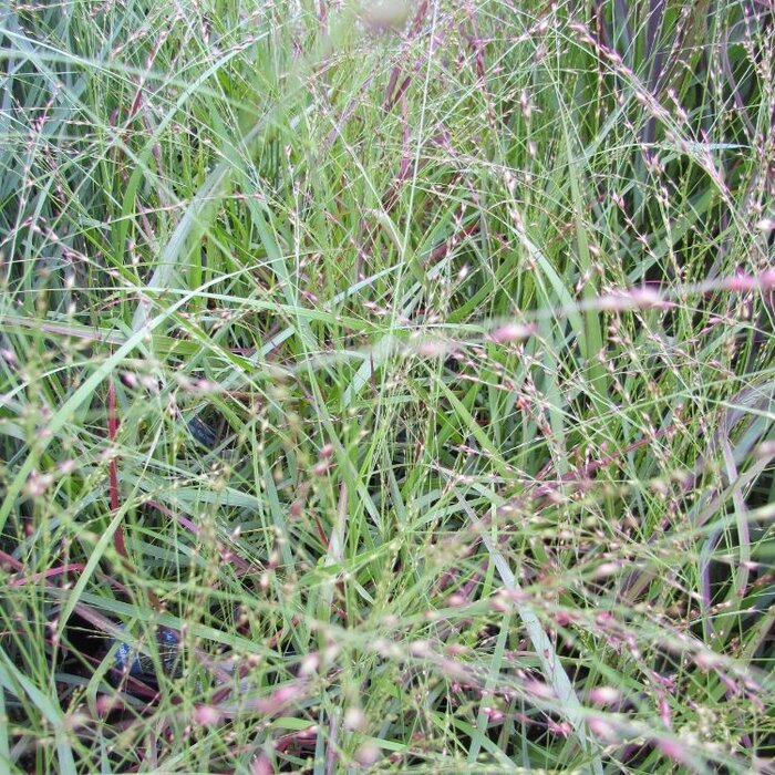 Vingergras - Panicum virgatum 'Rotstrahlbusch'