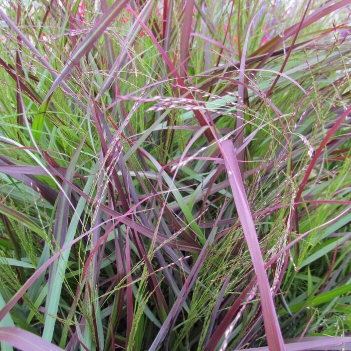 Vingergras - Panicum virgatum 'Squaw'