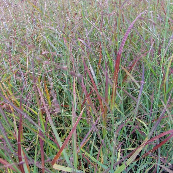 Vingergras - Panicum virgatum 'Squaw'