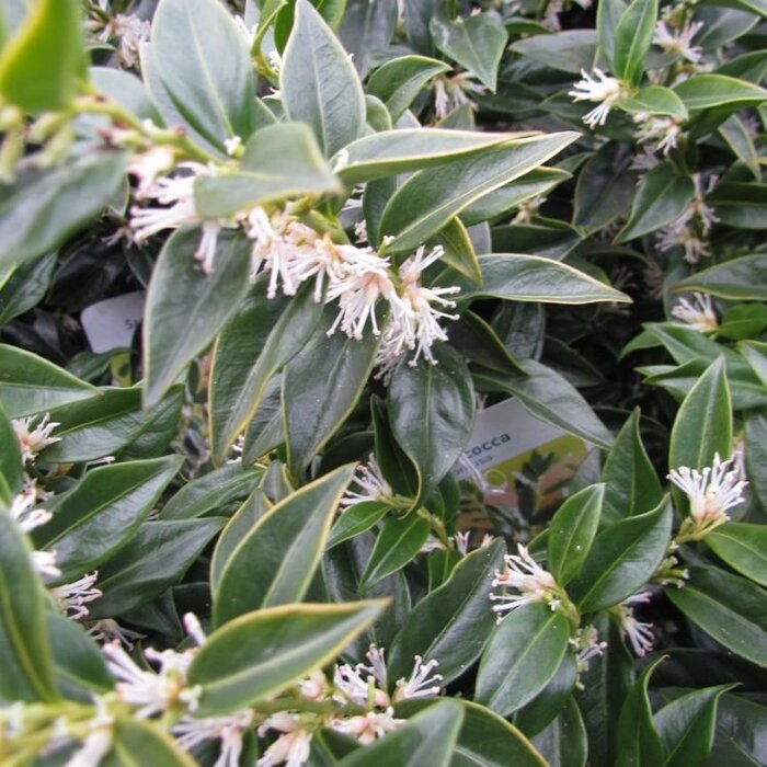 Vleesbes (Sarcococca confusa)