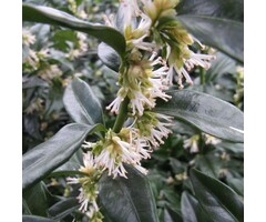 Vleesbes - Sarcococca hookeriana humilis