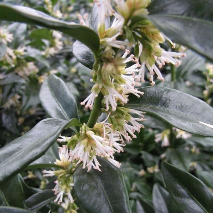 Vleesbes (Sarcococca hookeriana humilis)