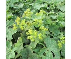 Alchemilla mollis - Vrouwenmantel