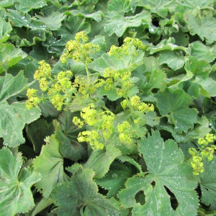 Vrouwenmantel - Alchemilla mollis