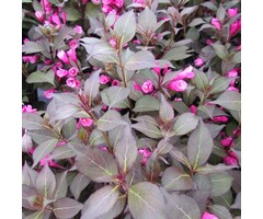 Weigela florida 'Nana Purpurea' -Weigelia