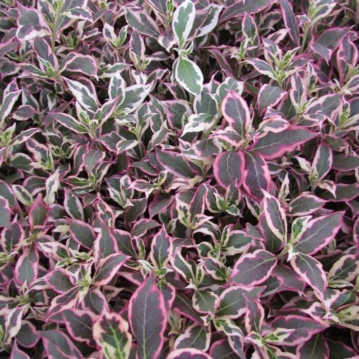 Weigelia (Weigela florida 'Monet')