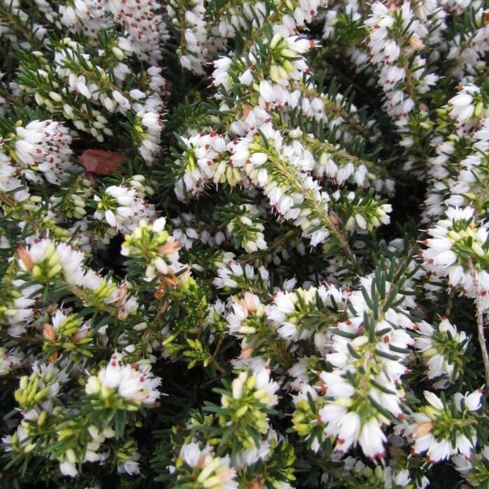 Winterheide (Erica darleyensis wit)