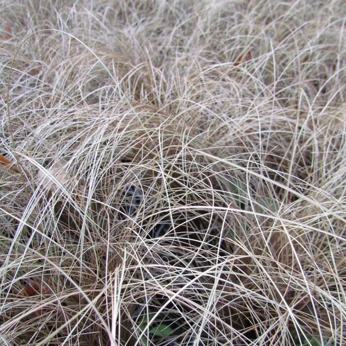 Zegge - Carex comans 'Bronze Form'