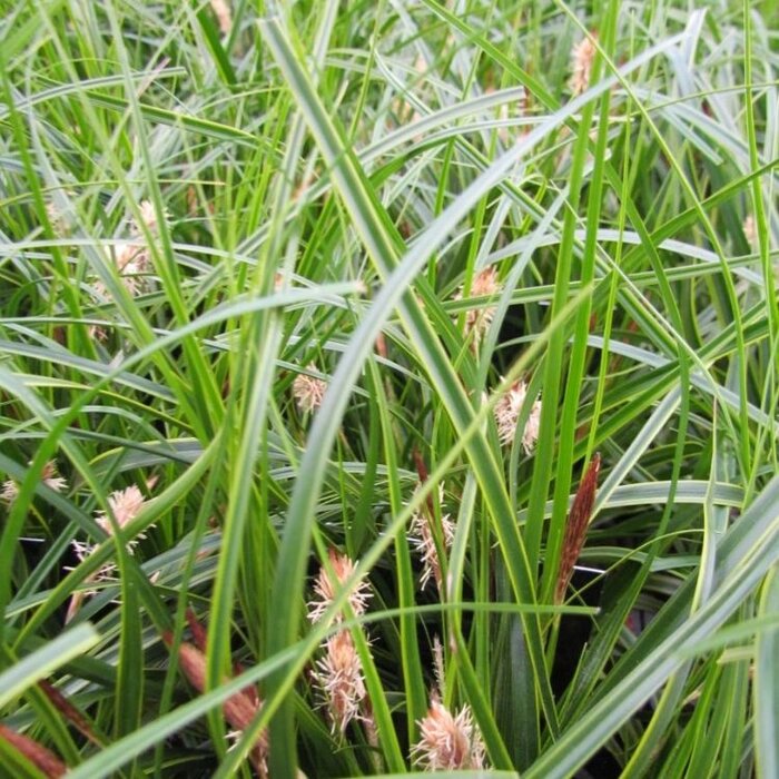 Zegge - Carex morrowii 'Vanilla Ice'