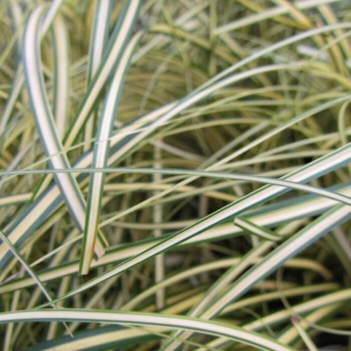 Zegge - Carex oshimensis 'Evergold'