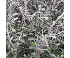 Zigzagplant - Corokia cotoneaster