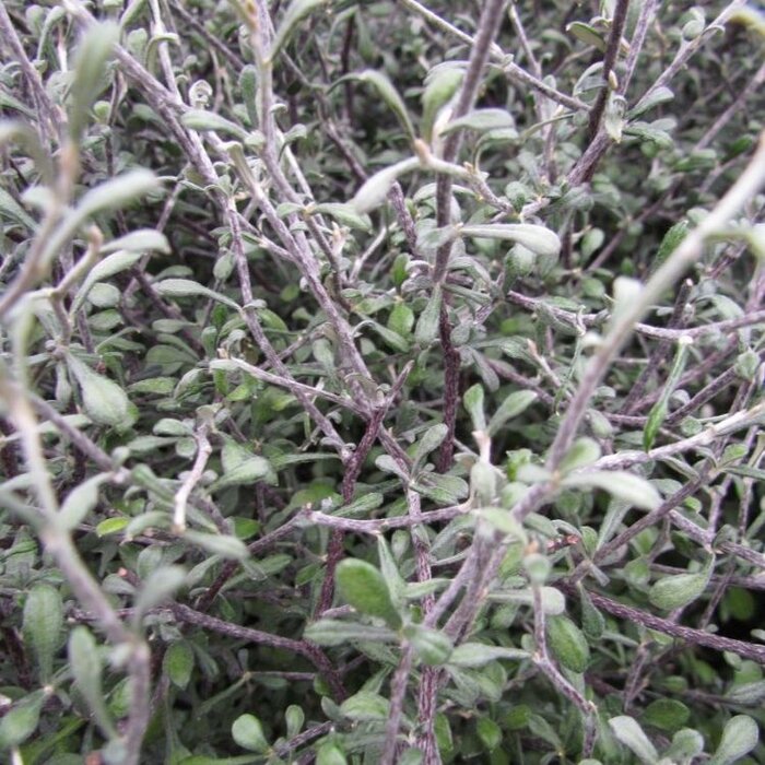 Zigzagplant (Corokia cotoneaster)