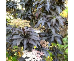 Meerstammige Zwarte Vlier - Sambucus nigra Black Tower meerstammig