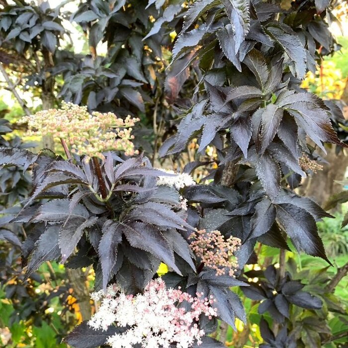 Zwarte Vlier - Sambucus nigra Black Tower meerstammig