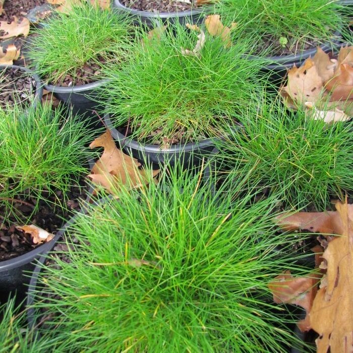 Zwenkgras - Festuca gautieri