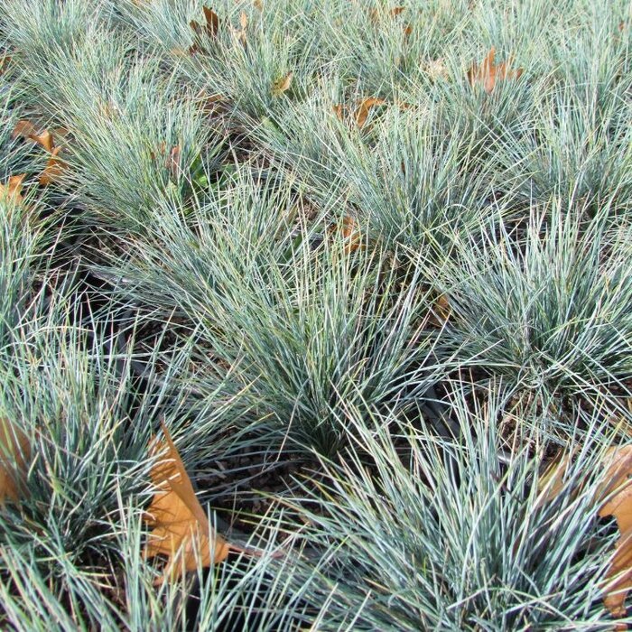 Zwenkgras - Festuca glauca 'Intense Blue'