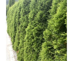 Smalle coniferenhaag - Thuja occidentalis 'Smaragd'