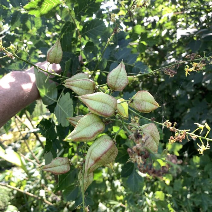 Gele Zeepboom  - Koelreuteria paniculata
