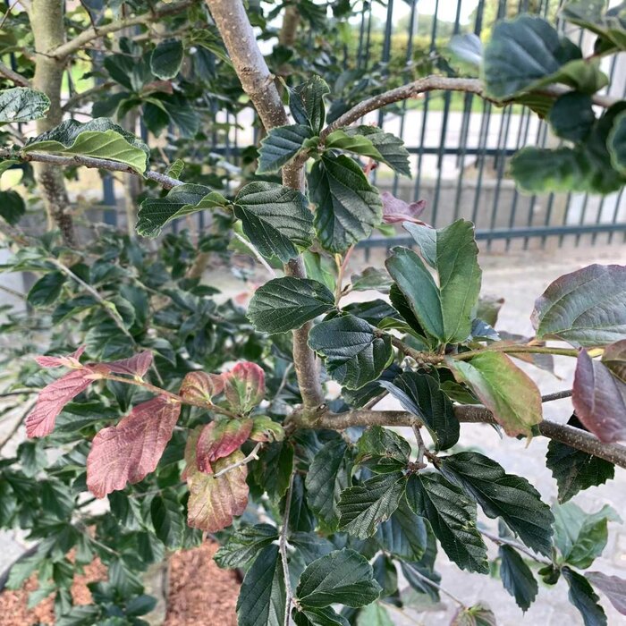 Perzisch IJzerhout - Parrotia persica 'Bella' meerstammig