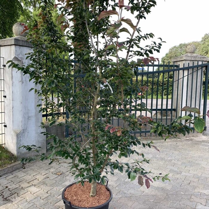 Perzisch IJzerhout - Parrotia persica Persian Spire meerstammig