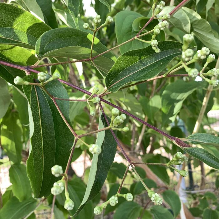 Meerstammige Zevenzonenboom - Heptacodium miconioides meerstammig