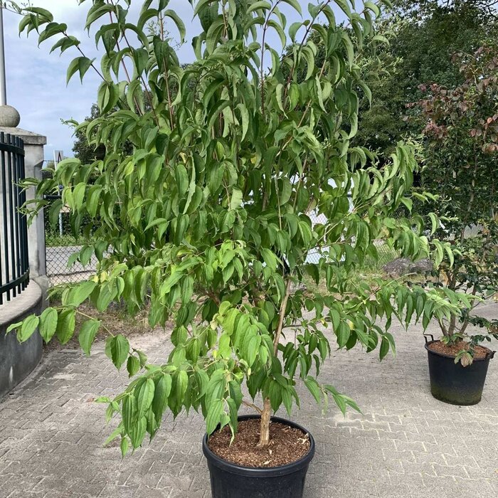 Meerstammige Zevenzonenboom - Heptacodium miconioides meerstammig