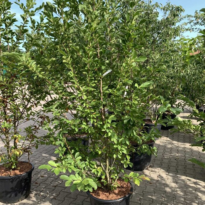 Magnolia - Magnolia loebneri 'Leonard Messel' meerstammig